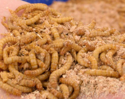 Hosokawa solutions support insect processing trend