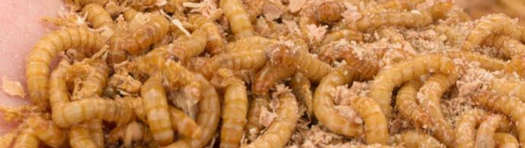 Hosokawa solutions support insect processing trend